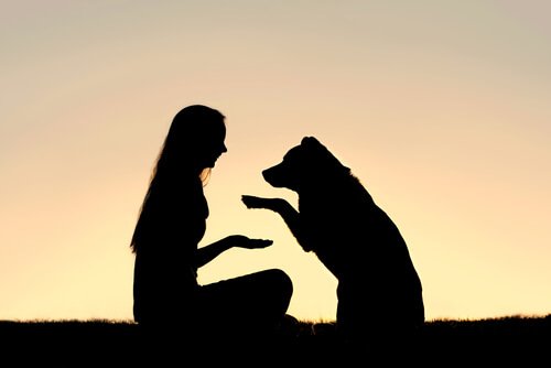 体罰を使わない犬のポジティブ・トレーニングについて