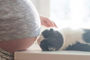猫が流産を引きおこす?妊娠と猫の関係における誤解