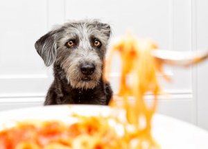 素朴なギモン:犬も人と同じようにパスタを食べてもいいの?