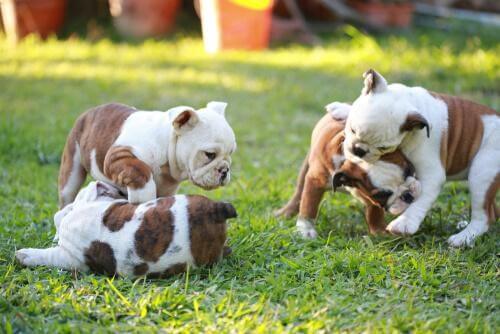 子犬 できないこと