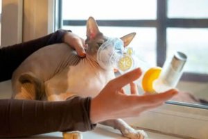 猫の循環器系の問題:気になるその原因と症状は?