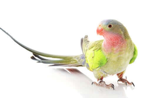 世界で最も美しい「テンニョインコ」を知っていますか？