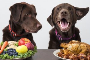 犬もビーガンになれるの?賛成意見と反対意見を見てみよう