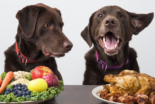 犬もビーガンになれるの？賛成意見と反対意見を見てみよう