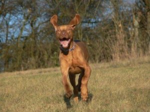 俊足を持つワンちゃんたち!世界で最も足の速い犬種