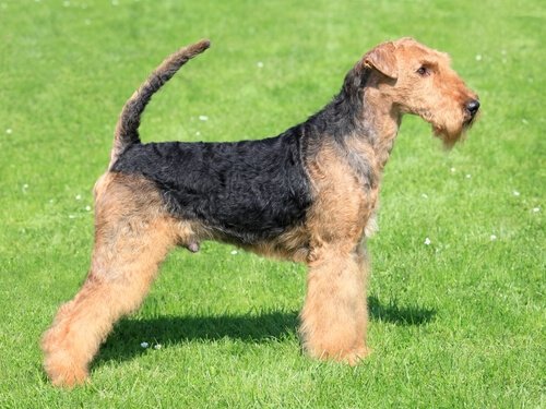 一緒に競技に出てみよう！カニクロスに向いている犬