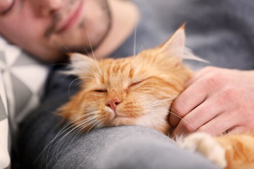 猫と寝る