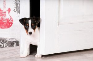 子犬がやってきたら新しいおうちに慣れてもらおう!