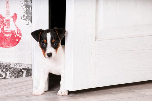 子犬がやってきたら新しいおうちに慣れてもらおう！