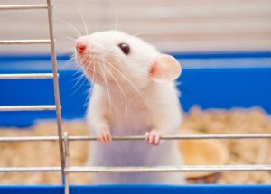 ペットにネズミ!?げっ歯類を飼ってみませんか?