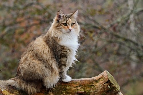 大型 猫 メイン・クーン