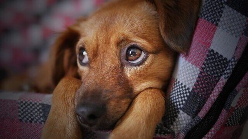 犬インフルエンザの感染経路は？予防と治療について