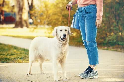 コロナウイルス 犬 遊び