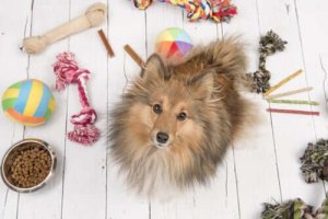 コロナウイルス危機:安全に犬を楽しませるには?