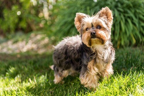動物アレルギーでも安心！アレルギーを起こさない５つの犬種