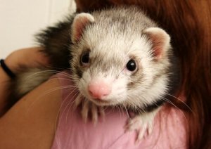 フェレットの行動:知っておきたい人気ペットの秘密