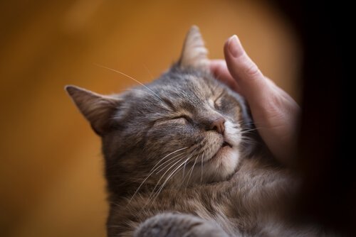 寝る猫