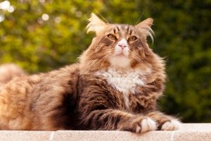 メイン・クーンだけじゃない!存在感のある大型の猫5種