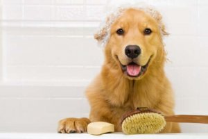 外出規制中はペットのお風呂の回数を増やすべき?