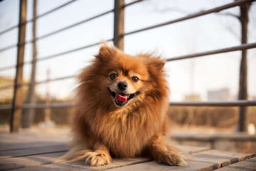 ワンちゃん キス コロナウイルス