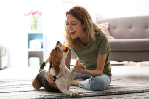 コロナウイルス 犬 遊び