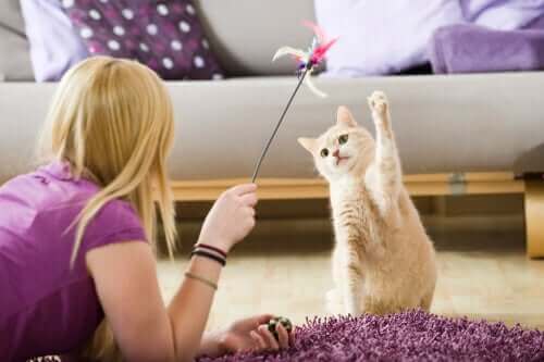飼い主も楽しんじゃおう：外出規制中にペットを楽しませるには