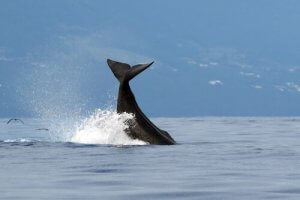 世界最大の捕食者とは?マッコウクジラの秘密に迫る