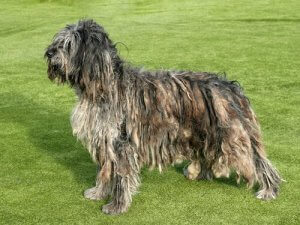 魅力たっぷりのミックス犬:新しい犬種をご紹介!