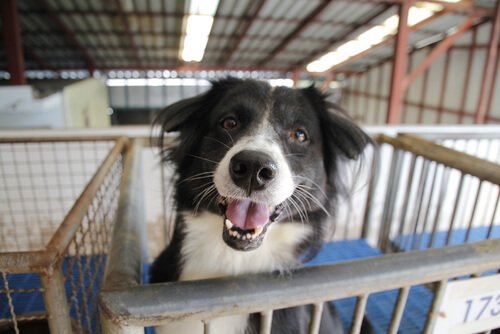捨て犬の里親になる前に考えてほしいことがあります