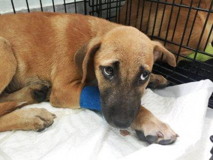 犬の食物アレルギー 犬 アレルギー