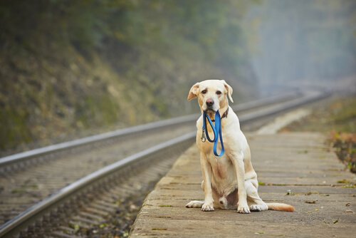 駅のホームで待つ犬 ハチ公 忠犬