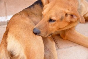 ワンちゃんにもクラリチン:これだけは知っておいてください