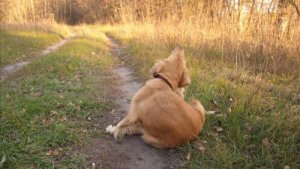 犬もアレルギーで苦しみます!犬のアレルギーの原因と症状