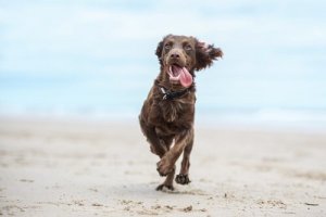 ワンちゃんの運動量は1日にどのくらい必要なの?