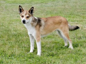 絶滅の危機に瀕しているワンちゃん:5つの犬種をご紹介