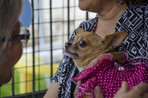 怯える犬 犬 嫌がっていること