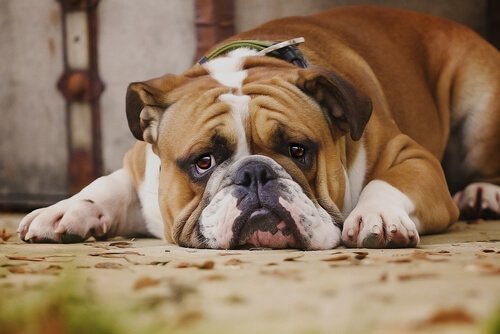 気付いてほしい！実は犬が嫌がっている７つのこと