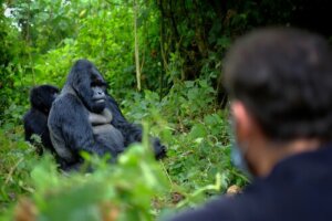 ゴリラを守り、失われた動物保護者6人の尊い命たち