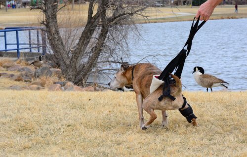 腎不全を抱える愛犬に：食生活上の注意事項とは？