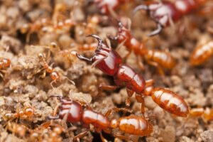 世界の危険な昆虫たち:地球上で最も多様な生物!
