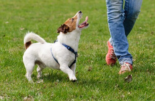 愛犬のクオリティ・オブ・ライフを高めてあげよう！