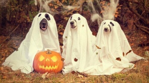 【早めをのケアを！】犬が秋にかかりやすい６つの病気