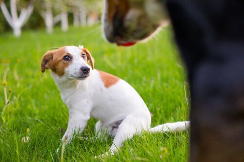 テリントンTタッチ