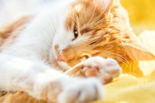ネコの老年性認知症：症状と治療法について見てみよう！
