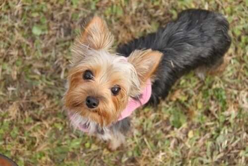 小型犬について知っておくべき6つのこと