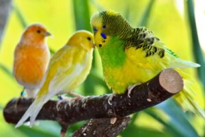 【鳥をペットとして飼いたい!】どの種類がいいの?