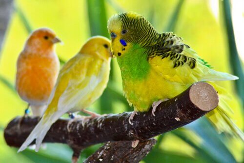 【鳥をペットとして飼いたい！】どの種類がいいの？
