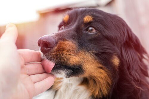 【発情を迎えたワンちゃん】症状や行動を知りたい！