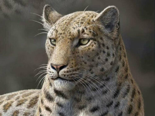 【絶滅したネコ科の野生動物とは】５種類をご紹介！
