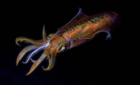 イカ 遺伝子コード